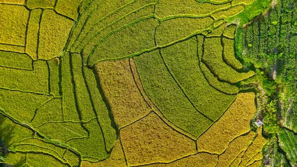 Fototapeten Reisfelder Aerial view of terraced rice fields on the slopes of Lake Toba, North Sumatra  © renipurnama