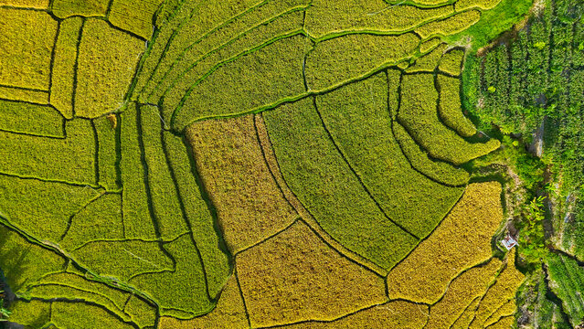 Aerial view of terraced rice fields on the slopes of Lake Toba, North Sumatra