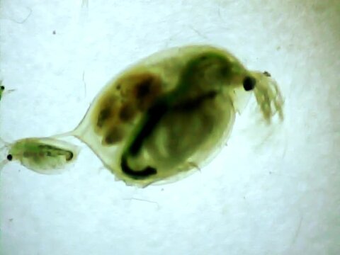 Giant Daphnia giving birth on a microscope glass