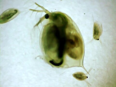 Giant Daphnia giving birth on a microscope glass
