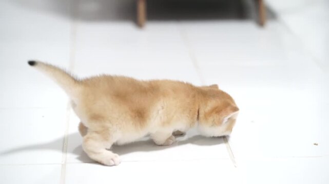Cute kitten fluffy fur walking on white tile floor, curious small cat exploring indoor environment, playful mood adorable domestic feline, soft lighting, short tail, baby pet with white fur