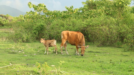 Naklejka premium Cows graze peacefully in a lush green field