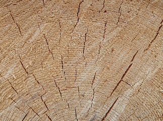Fototapeta premium Wood texture background of cut tree trunk with annual rings and cracks showing natural timber pattern for carpentry industry or forest material concept