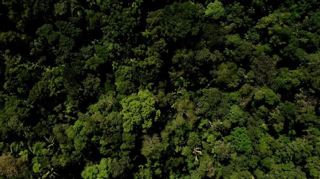 Aerial top down view moving over the tropical forest canopy at a relatively quick pace