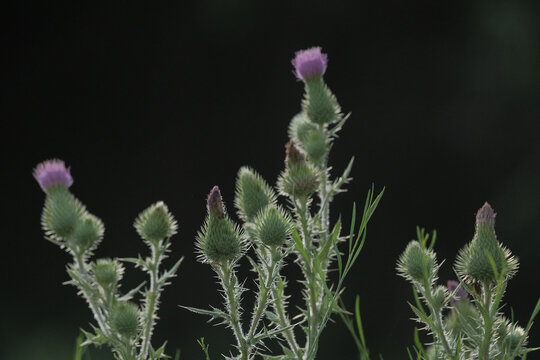 Bull thistle plant isolated against black background closeup.