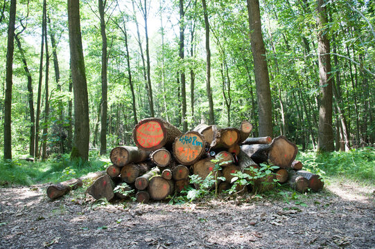Gef&auml;llte Baumst&auml;mme im Wald &ndash; Natur- und Forstwirtschaftsmotiv zu Holzernte, Nachhaltigkeit und Umwelt. Sonnige Waldszene mit viel copyspace und copy space.