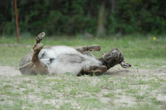 Mini donkey rolling in pasture for dust bath on farm.