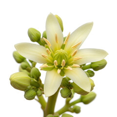 Obraz premium Closeup shot of a delicate avocado flower in full bloom isolated.