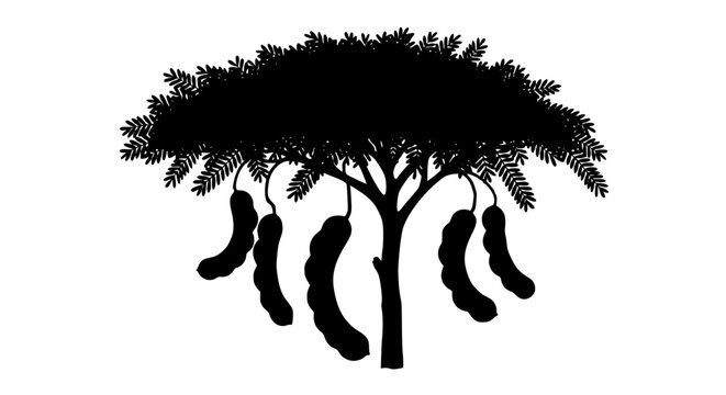 Black silhouette of a tamarind tree with hanging fruit pods and leaves