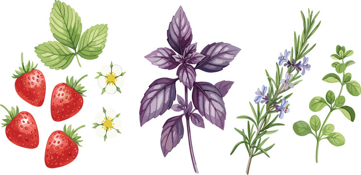 Set of realistic flat vector illustrations of fresh strawberries, purple basil, rosemary, and oregano isolated on a white background.