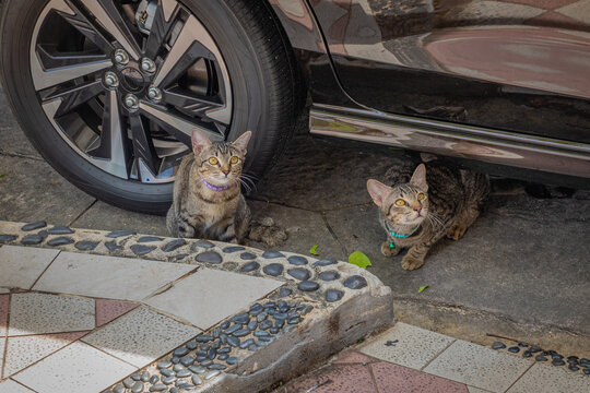 Two young gray striped cats sitting under car and looking at camera.