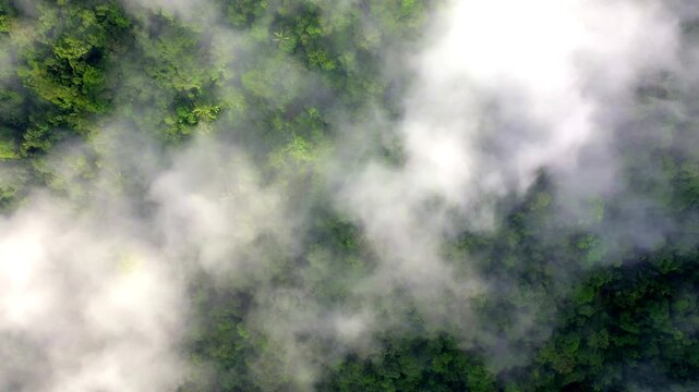 Aerial top view of a tropical forest covered in a thick layer of fog; nature background