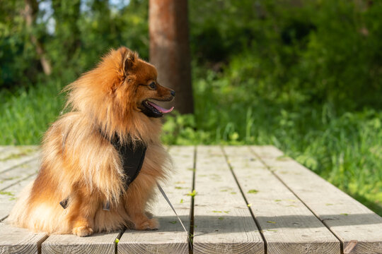 Fluffy red Pomeranian dog sits on wooden bench. Dog looks happy and alert. Green grass and tree trunk visible in background. Image perfect for pet-related content, nature scenes, or lifestyle themes