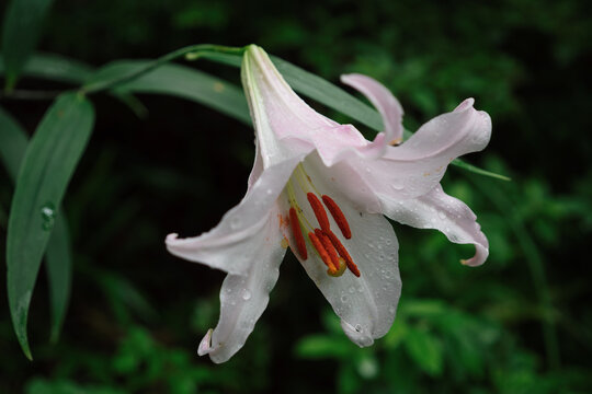 ササユリの花