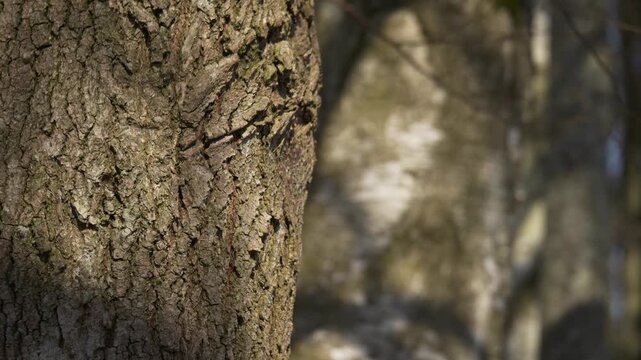 Focus shift from linden trunk to birch bark texture