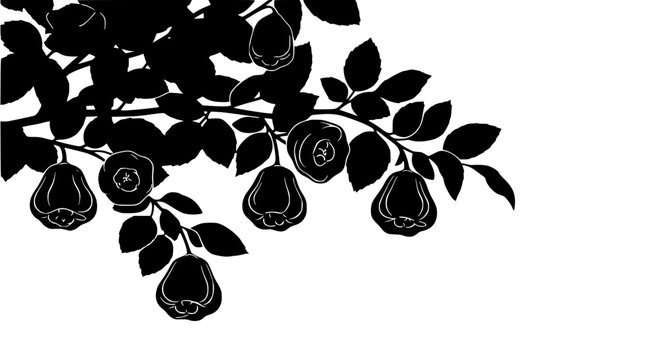 Black Silhouette of Rose Apple Branch with Fruits and Leaves