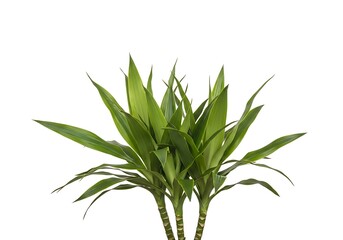 Fototapeta premium A lush green agave plant with long, pointed leaves growing from a central rosette. isolated on white background