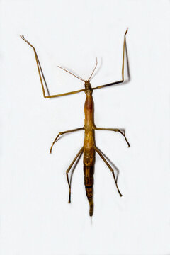 Water stick insect on a white background.  Marine animals, reptiles, ecology.