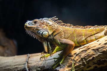 Obraz premium An ordinary green iguana on a dark background. Marine animals, reptiles, ecology.