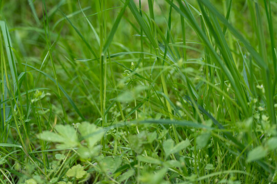 Lush green grass blades sway gently in soft breeze. Tiny wildflowers peek through dense foliage. Natural meadow scene feels calm and refreshing. Ideal for nature, wellness, or environmental themes