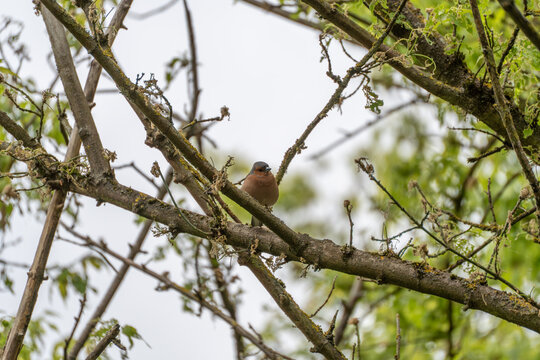 Small, vibrant male robin perches on a mossy tree branch. Its chest is bright orange, head and back are dark. The bird looks calm and alert, surrounded by fresh green leaves
