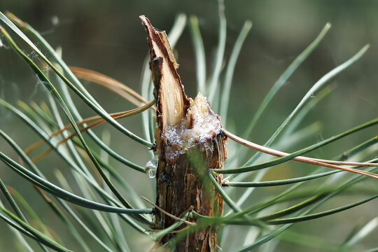 A broken branch on a pine tree shows dripping resin and long green needles under natural light in a forest during the day