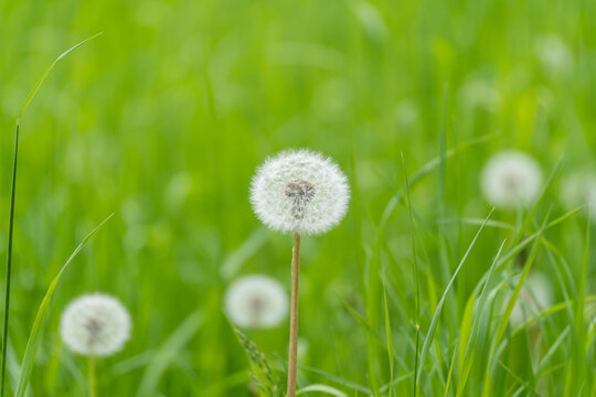 One dandelion seed head stands tall in lush green grass. Soft white fluff contrasts with vibrant, sunlit blades. Gentle breeze hints at seeds drifting away. Ideal for themes of nature, simplicity.