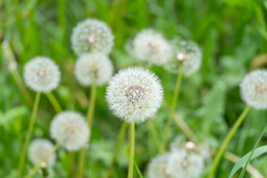 Soft white dandelion clocks float above lush green grass. Gentle breeze lifts fluffy seed heads. Nature's delicate beauty in springtime. Ideal for wellness, nature, or childhood themes