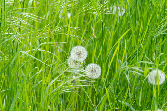 Tender dandelion clocks float gently among tall green grass. Soft light highlights fine white fluff and slender blades. Scene feels calm and natural, perfect for wellness or spring themes