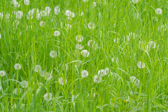 Soft white dandelion clocks dot vibrant green grass. Tall blades sway gently in breeze. Quiet natural scene full of life and calm. Perfect for spring themes, wellness, or nature backgrounds
