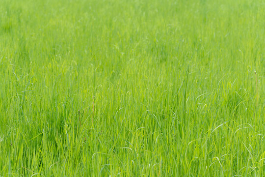 Close-up view of vibrant green grass swaying gently in the breeze. Each blade stands tall and lush, creating a soft, textured field of nature. The scene exudes calmness and renewal
