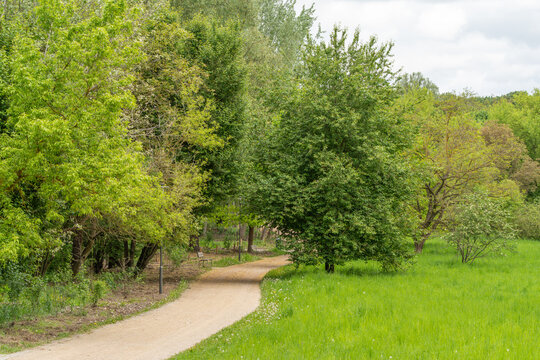 Path winds through lush green trees and grass. Quiet forest scene, no people present. Ideal for nature walks, park designs, or eco-friendly branding. Fresh, serene atmosphere invites calm reflection