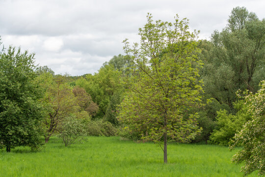 Lush green meadow with scattered trees under cloudy skies. Young saplings stand among dense forest in background. Scene evokes calm, natural serenity for environmental or travel themes