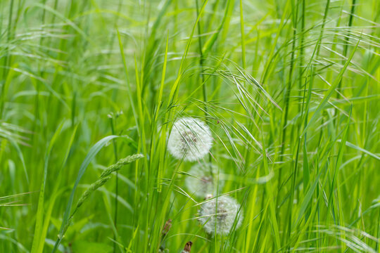Soft white dandelion clocks float among tall green grass. Blades of grass sway gently in breeze. Image captures serene, peaceful moment in nature. Perfect for themes like spring, simplicity