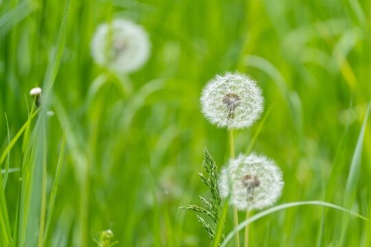 Soft white dandelion clocks float in vibrant green grass. Gentle breeze lifts fluffy seed heads. Nature's delicate beauty captured in shallow focus. Perfect for spring themes, mindfulness