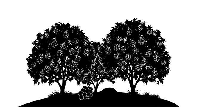 Black and white silhouette of vineyard trees with grape clusters