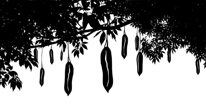 Sausage Tree Silhouette with Hanging Fruit Pods on White Background