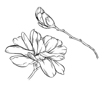 Vector magnolias linear set. Big hand drawn blooming flower. Open lush bud, closed burgeon on branch. Elegant spring botanical collection. Graphic plant elements art. Vintage floral outline ink sketch