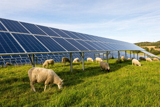 Sheep grazing on a lush green pasture underneath a large array of solar panels on a sunny day, illustrating the concept of agrivoltaics and sustainable land use.