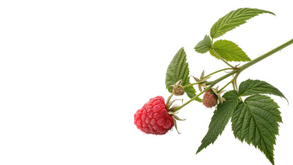 Fresh organic raspberry on a branch with green leaves for healthy berry snack and natural dessert concepts isolated on transparent background cut out © Lobov