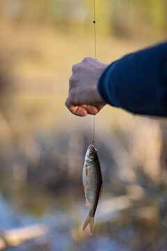 A photograph of a fish caught with a fishing rod.