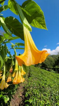 Beautiful trumpet-shaped Brugmansia flowers in a tea garden. Close-up photo of a Brugmansia flower.