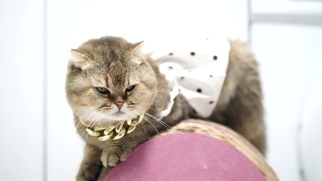 Cat Pet Feline Brown Fluffy Fur with Gold Necklace, Polka Dot Skirt, Pink Chair, Indoor Cute Adorable Stylish Fashion Animal, Domestic Playful Mammal, Luxury Elegant Collar, Whisker, Green Eye, Chubby