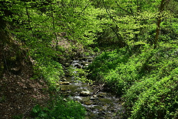 Fototapeta premium Clear forest stream flowing through lush green trees and rocks in summer.