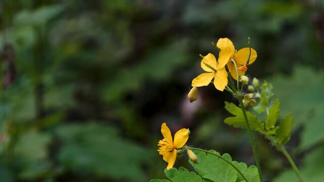 Greater celandine yellow flower moving in wind with tiny insects. 4K nature footage with copy space. Close up of wild Greater celandine (Chelidonium majus) blooming with vibrant yellow petals.