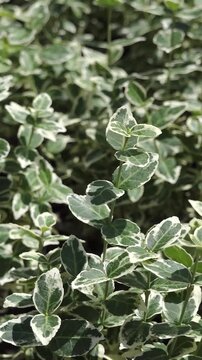 Variegated green and white leaves of Emerald Gaiety wintercreeper blowing in wind. This nature clip is ideal for background use in projects related to garden design, ecology, spring and summer season.