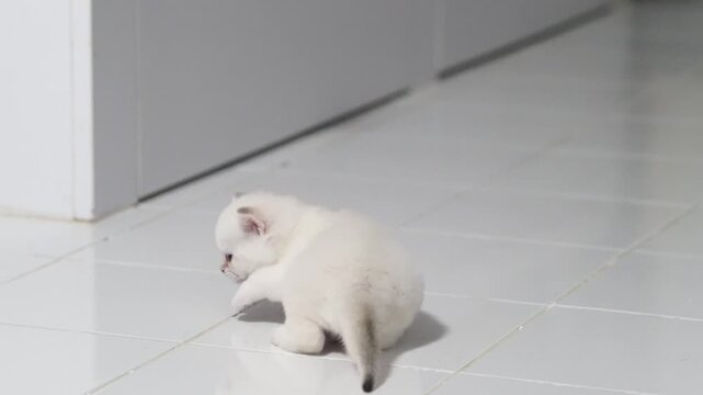White kitten small playful cat walking on shiny white tile floor indoor, curious and adorable with fluffy fur, soft lighting, minimalistic peaceful mood, cute young pet exploring clean environment