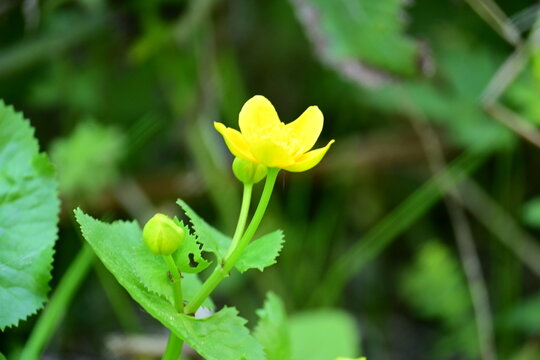 Single yellow Greater Celandine flower blooming in a green spring forest.