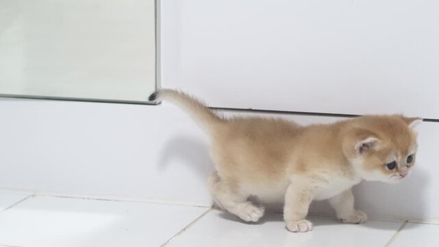 Cute playful orange kitten with fluffy fur and small paws, young cat exploring indoor scene, adorable animal with round face and blue eyes, curious pet white tile floor, soft lighting, peaceful mood