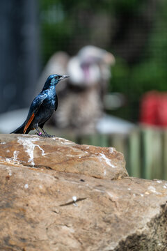 Red-winged starling Onychognathus morio perched on a rock. African bird with iridescent blue-black plumage and distinctive orange-red wing feathers in a zoo habitat with soft bokeh background.